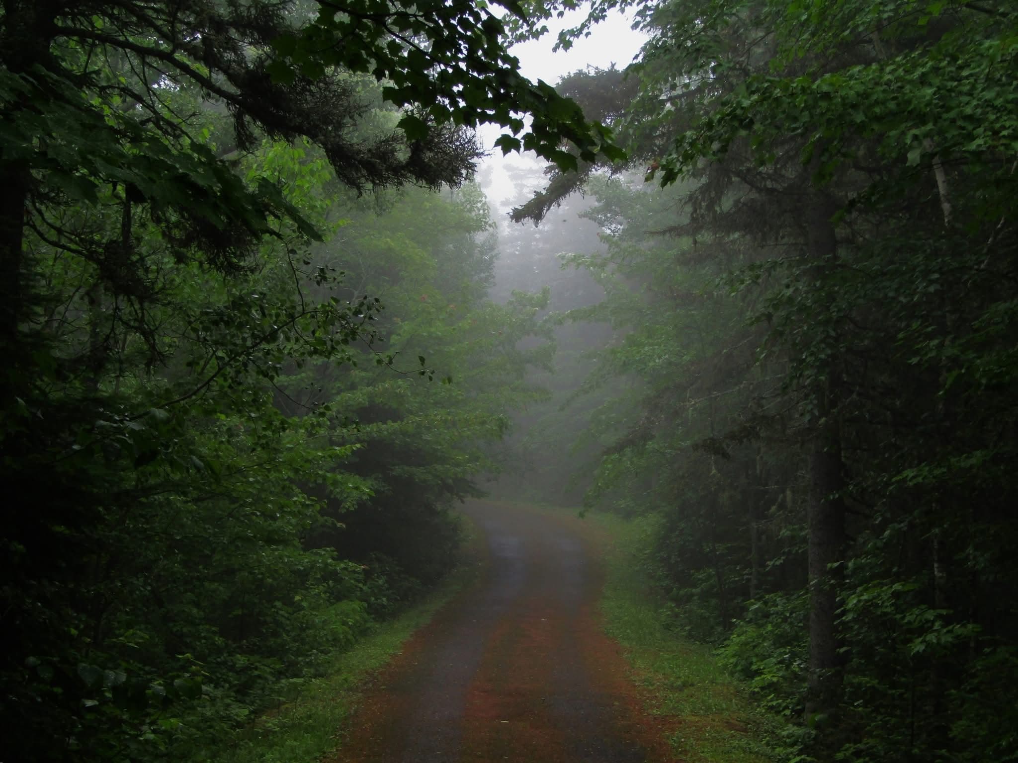 Route qui s'enfonce dans la brume, entre de grands arbres